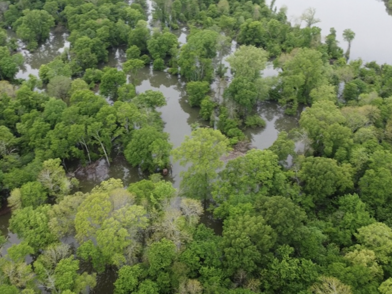 The Loosahatchie Woods – 175 +/- Acres with Flooded Green Timber Waterfowl Hunting on the Loosahatchie River in Shelby County, TN